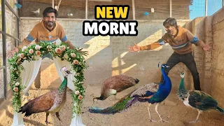 Mor Ki Tessri Bivi Agaye! 🥳 