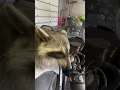 Download Lagu Raccoon Turns On S1000rr