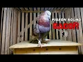 Download Lagu SUARA BURUNG MERPATI GACOR ❗❗❗ | PIGEON SOUND