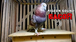 suara burung merpati gacor pigeon sound