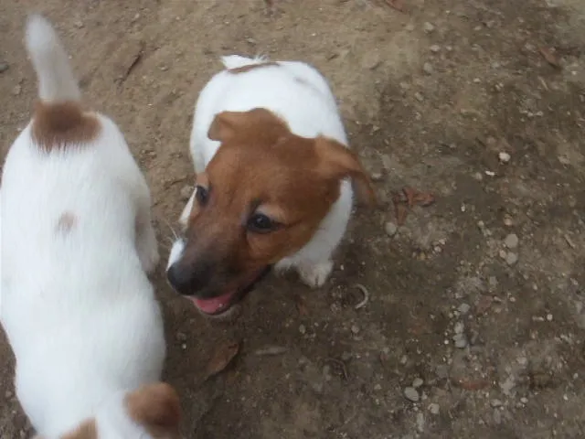 動画