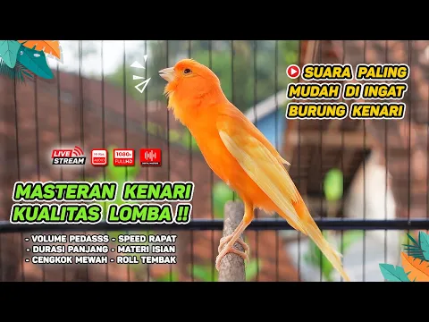 Download MP3 Masteran Kenari GACOR Durasi Panjang‼️ COCOK untuk Pancingan Kenari PAUD dan Kenari MACET BUNYI #89