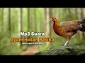 Download Lagu Mp3 Suara Pikat Ayam Hutan Betina Memanggil Jantan || Pikat Ayam Hutan Paling Ampuh