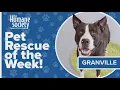 Pet Rescue of the Week Granville