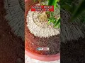 Download Lagu ANTING PUTRI PROKAR INSPIRASI BONSAI ASIA #shorts #viral #bonsai #antingputri #bonsaiasia