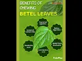 Lagu benefits of  betel leaves