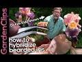 Lagu How to Hybridize Iris - Easy Step by Step Demonstration - Iris Genetics \u0026 Hybridizing