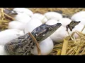 How Crocodile Gives Birth In The Wild - Crocodile Breed