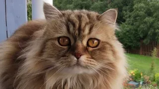 R.I.P. Panda cat