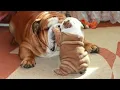 Cute Bulldog PUPPIES Caught Being Absolutely HILARIOUS