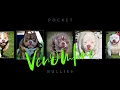 Inside Venomline Pocket Bullies Top American Bully Breeder Elite Pocket Bully Bloodline