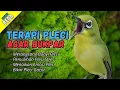Semua Pleci Pasti Langsung Ikut Bunyi Ngalas - Terapi Pleci Agar Buka Paruh