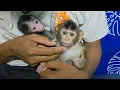 Lagu WHAT IS THE SIGN OF THIS CREEPY EXPRESSION ON THE BABY MONKEY LEELA? 