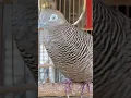 Download Lagu Burung tekukur lokal punya suara topcer yang jernih untuk umpan yang langsung bereaksi #shorts