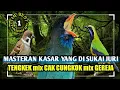 Download Lagu MASTERAN GEREJA TARUNG MIX CUCAK CUNGKOK MIX TENGKEK BUTO JERNIH DENGAN JEDA