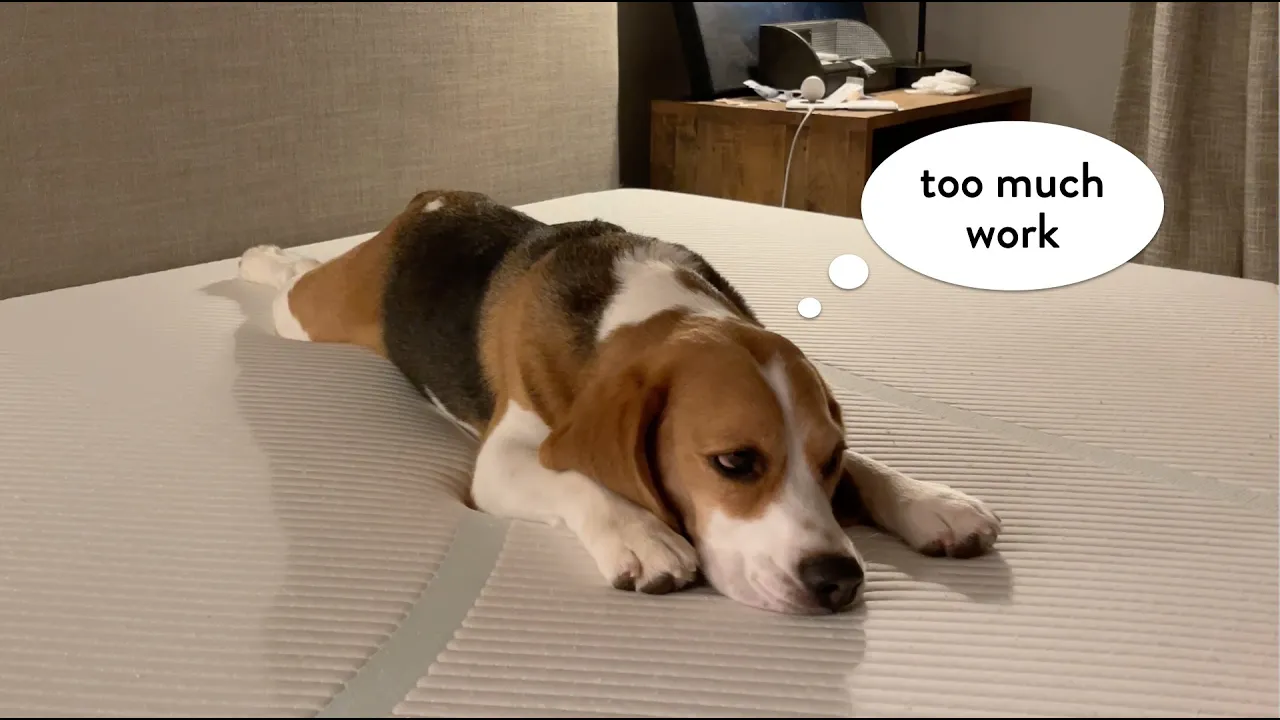 Cute beagle doesn't want to move back to Chicago