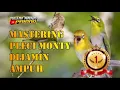 Download Lagu MASTERAN PLECI MONTY DIJAMIN AMPUH | Masteran dan Pancingan pleci Monty nembak isian paling dicari