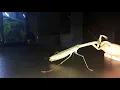 Praying Mantis bites my honey-glazed finger