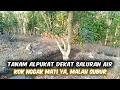 Download Lagu Banyak Petani Alpukat Tidak Tau Kalau Akar Harus Muncul Di permukaan‼️Hal Sepele Tapi Efeknya Fatal