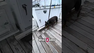 #fyp #pets #dream #doberman #vlog