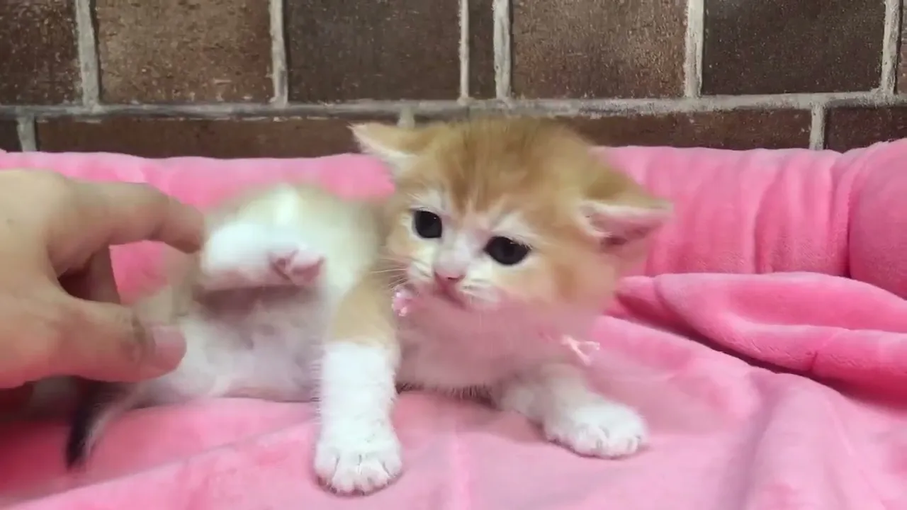 動画