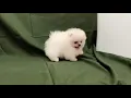 Teacup Pomeranian - Zuzu