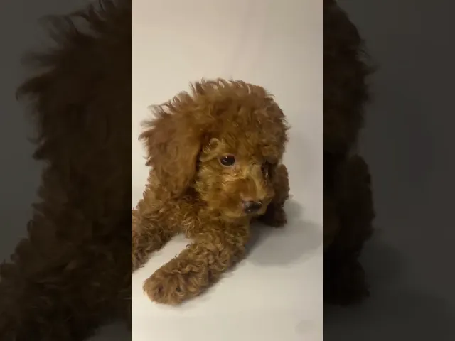 動画