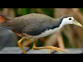 Download Lagu White breasted/ 30 mins. Ruak natural sound call