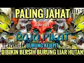 MP3 pikat paling jahat!! Suara pikat semua jenis burcil ribut kombinasi Mp3 rajanya pikat