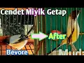 Download Lagu Cara Merawat Cendet Miyik Gelembung Sampai Berdiri Tegak Mancep { UKJ }