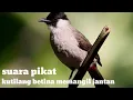 Download Lagu SUARA PIKAT KUTILANG BETINA MEMANGGIL JANTAN. 1 JAM FULL KUTILANG GACOR PANGGIL LAWAN