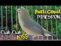 Download Lagu Ciak Ciak Joss Kecial Kuning Ampuh Pancing Jos Masteran Bikin Gacor