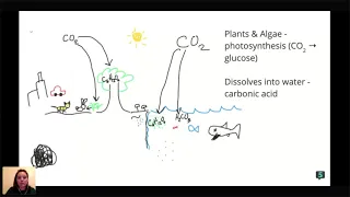 APES - Carbon Cycle Climate Change