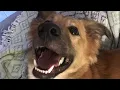 Download Lagu Blondie - One Way Or Another | doggo version