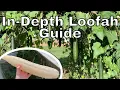 How to Grow Loofah Gourds In-Depth Guide How to Grow Loofahs Part 3