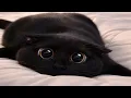 Cats Acting Broken