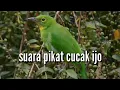 Suara pikat cucak ijo betina pemancing cucak ijo jantan