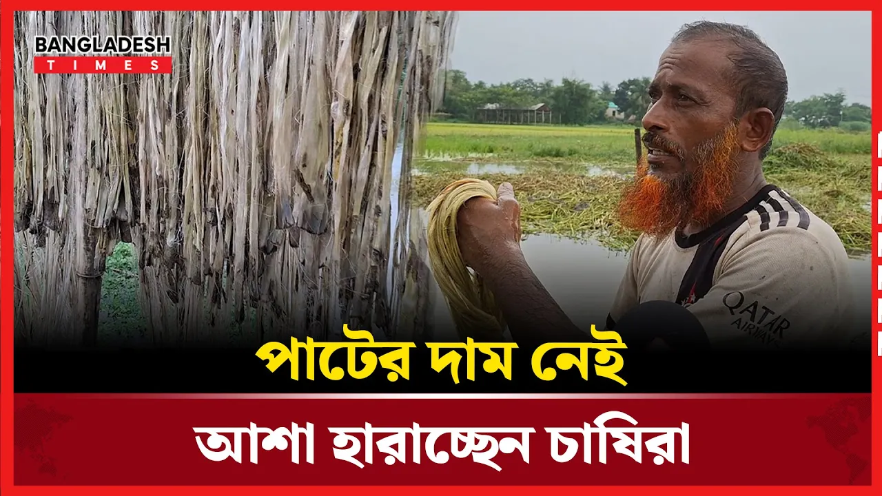 সোনালি আঁশে কালো মেঘ: বিপাকে পাট চাষি