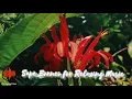 Free Copyright Music SAPE BORNEO relaxing stress relief in 30 minutes