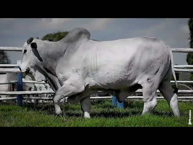 Touro Nelore SGN - 2477