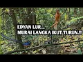 Download Lagu Mikat Burung Murai Batu dihutan#muraibatugacor #mikatburungmurai #burungmuraimedangacor