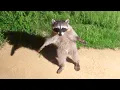 Download Lagu Funniest Animal Videos Ever (Part 1)