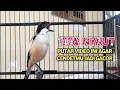 Download Lagu Suara Pancingan Cendet Toet Toet Gacor Full Isian Sekali Putar Bikin Cendet Lain Ikut Bunyi Gacor