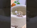 Download Lagu Không ngờ mèo con cũng biết nấc 🐱#meowow #funny