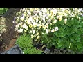 Bucks County' PA; Chris Orser Landscaping; Plants; Flowers