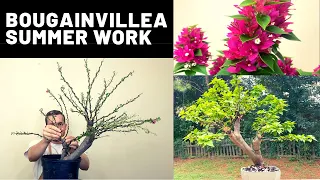 Download Bougainvillea Bonsai Summer Work | The Bonsai Supply MP3