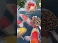 Lagu Feeding the Koi Fish 😍 🍽