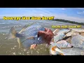 Download Lagu BESAR NYE IKAN DAUN BARU‼️ BANYAK DAPAT DI MUSIM INI..#jaring#persisiranpantai#baganlalang 