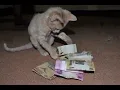 Download Lagu A Cat and his money - thank you dido
