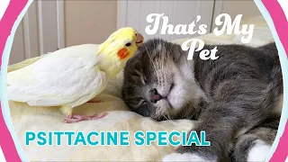 What a CUTE pair 😻 | That's My Pet